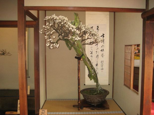 Nghệ Thuật Bonsai Nhật Bản: Sắc Xuân – Tuyệt Đẹp Sx10