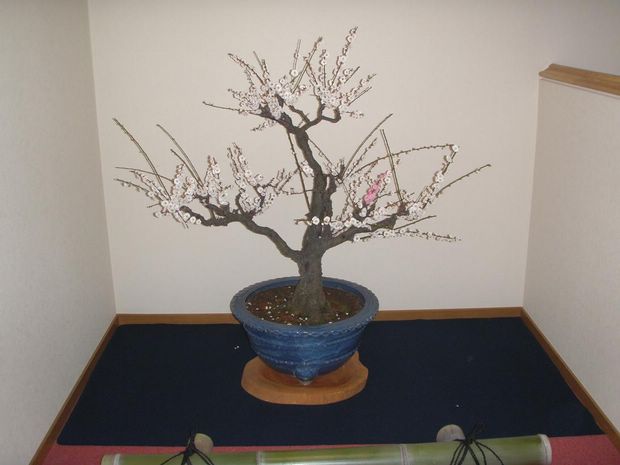 Nghệ Thuật Bonsai Nhật Bản: Sắc Xuân – Tuyệt Đẹp Sx100