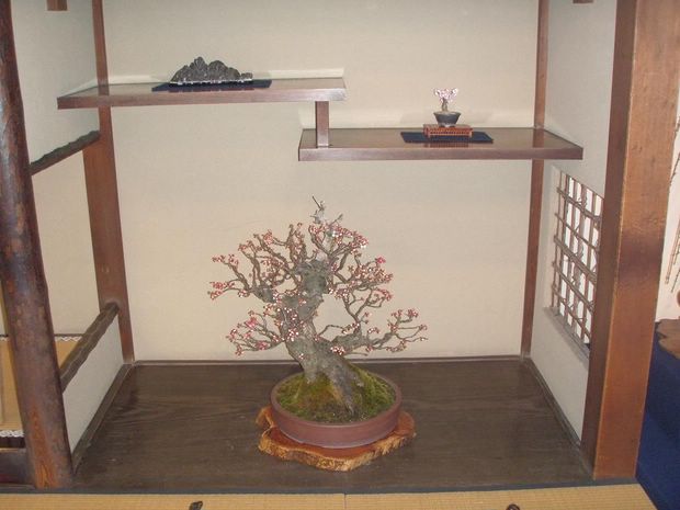 Nghệ Thuật Bonsai Nhật Bản: Sắc Xuân – Tuyệt Đẹp Sx101
