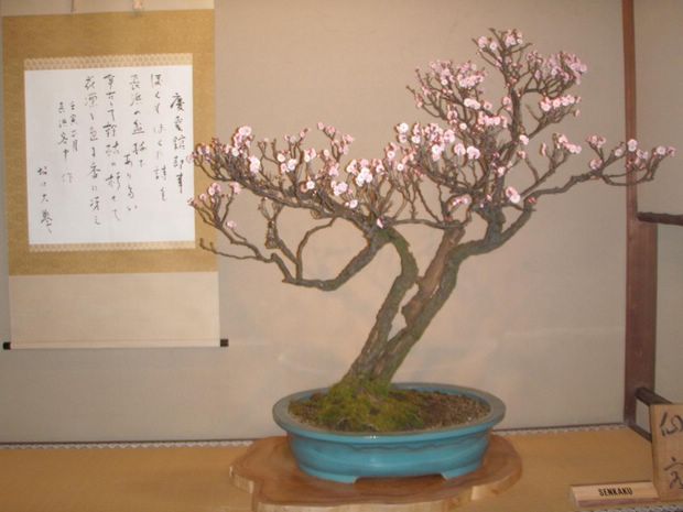 Nghệ Thuật Bonsai Nhật Bản: Sắc Xuân – Tuyệt Đẹp Sx102