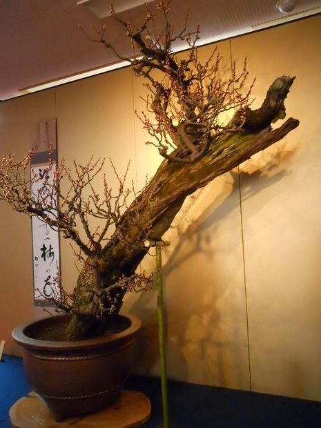 Nghệ Thuật Bonsai Nhật Bản: Sắc Xuân – Tuyệt Đẹp Sx104