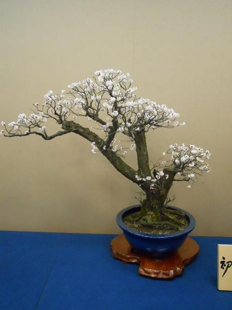 Nghệ Thuật Bonsai Nhật Bản: Sắc Xuân – Tuyệt Đẹp Sx105
