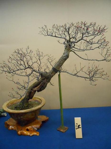 Nghệ Thuật Bonsai Nhật Bản: Sắc Xuân – Tuyệt Đẹp Sx106