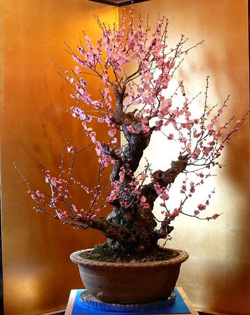 Nghệ Thuật Bonsai Nhật Bản: Sắc Xuân – Tuyệt Đẹp Sx107