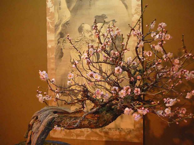 Nghệ Thuật Bonsai Nhật Bản: Sắc Xuân – Tuyệt Đẹp Sx108