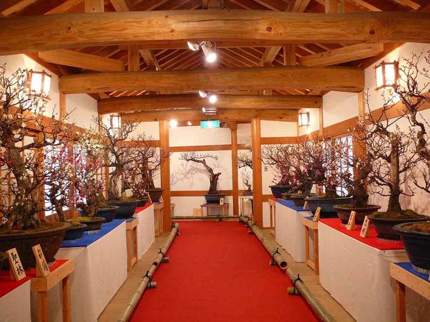 Nghệ Thuật Bonsai Nhật Bản: Sắc Xuân – Tuyệt Đẹp Sx109