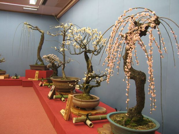 Nghệ Thuật Bonsai Nhật Bản: Sắc Xuân – Tuyệt Đẹp Sx11