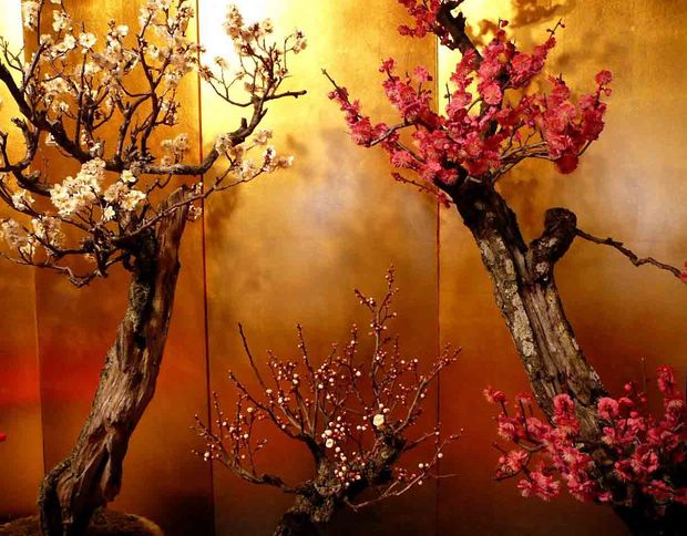 Nghệ Thuật Bonsai Nhật Bản: Sắc Xuân – Tuyệt Đẹp Sx110