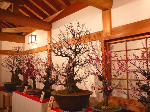 Nghệ Thuật Bonsai Nhật Bản: Sắc Xuân – Tuyệt Đẹp Sx111