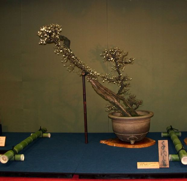Nghệ Thuật Bonsai Nhật Bản: Sắc Xuân – Tuyệt Đẹp Sx112