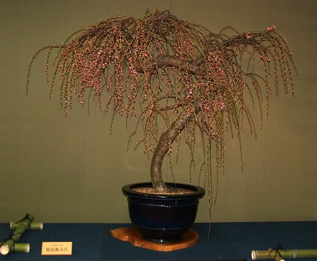 Nghệ Thuật Bonsai Nhật Bản: Sắc Xuân – Tuyệt Đẹp Sx113