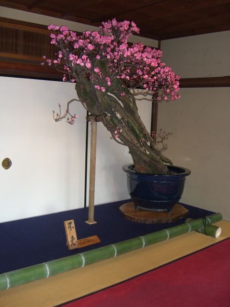 Nghệ Thuật Bonsai Nhật Bản: Sắc Xuân – Tuyệt Đẹp Sx114