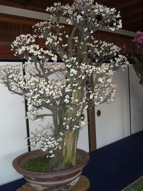 Nghệ Thuật Bonsai Nhật Bản: Sắc Xuân – Tuyệt Đẹp Sx115