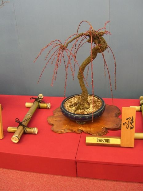 Nghệ Thuật Bonsai Nhật Bản: Sắc Xuân – Tuyệt Đẹp Sx116