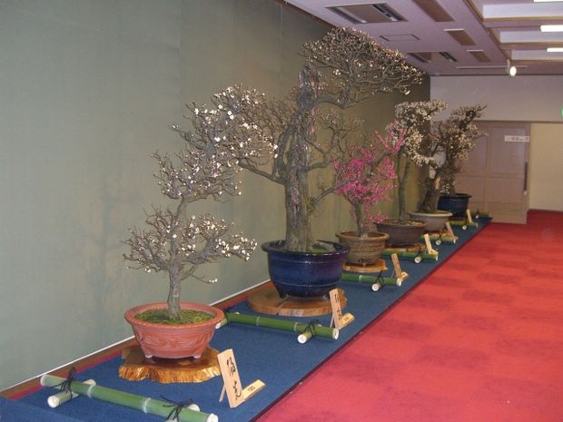Nghệ Thuật Bonsai Nhật Bản: Sắc Xuân – Tuyệt Đẹp Sx117