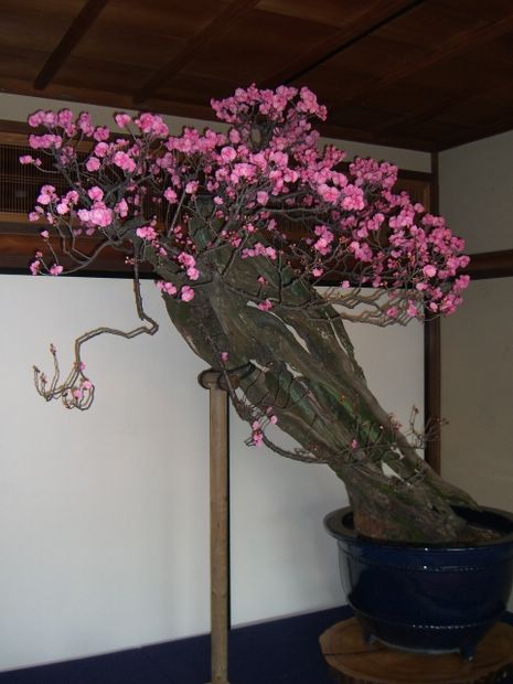 Nghệ Thuật Bonsai Nhật Bản: Sắc Xuân – Tuyệt Đẹp Sx118