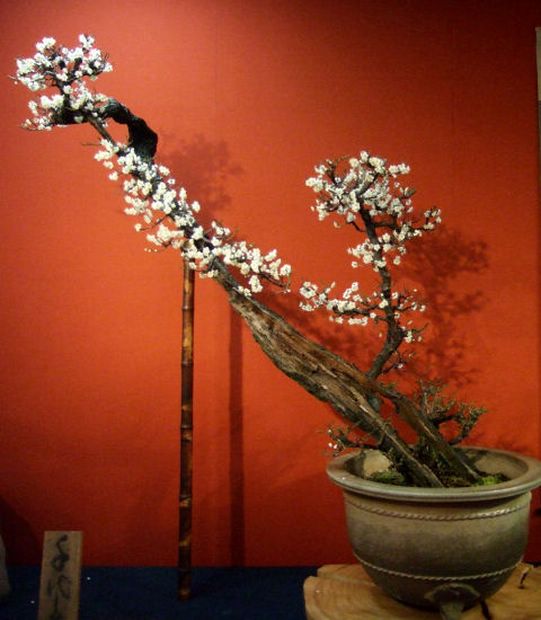 Nghệ Thuật Bonsai Nhật Bản: Sắc Xuân – Tuyệt Đẹp Sx119