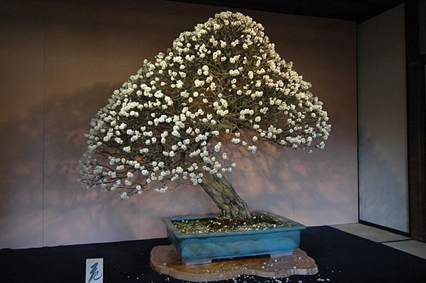Nghệ Thuật Bonsai Nhật Bản: Sắc Xuân – Tuyệt Đẹp Sx12