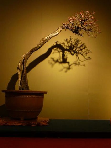 Nghệ Thuật Bonsai Nhật Bản: Sắc Xuân – Tuyệt Đẹp Sx120