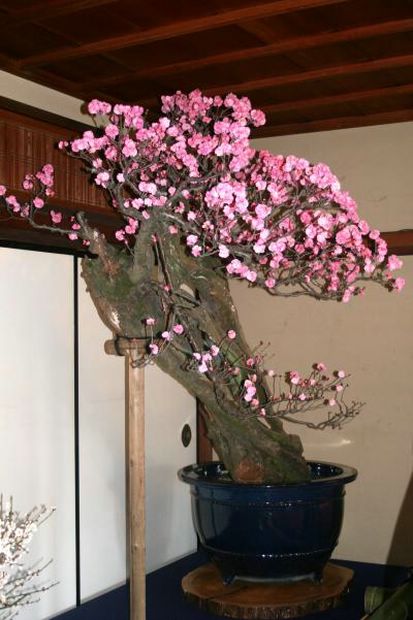 Nghệ Thuật Bonsai Nhật Bản: Sắc Xuân – Tuyệt Đẹp Sx121