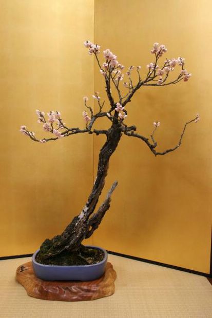 Nghệ Thuật Bonsai Nhật Bản: Sắc Xuân – Tuyệt Đẹp Sx122