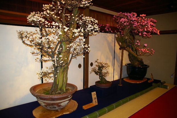 Nghệ Thuật Bonsai Nhật Bản: Sắc Xuân – Tuyệt Đẹp Sx123