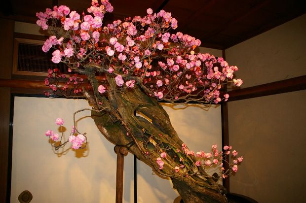 Nghệ Thuật Bonsai Nhật Bản: Sắc Xuân – Tuyệt Đẹp Sx124