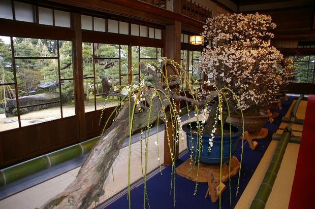 Nghệ Thuật Bonsai Nhật Bản: Sắc Xuân – Tuyệt Đẹp Sx125