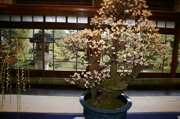 Nghệ Thuật Bonsai Nhật Bản: Sắc Xuân – Tuyệt Đẹp Sx126