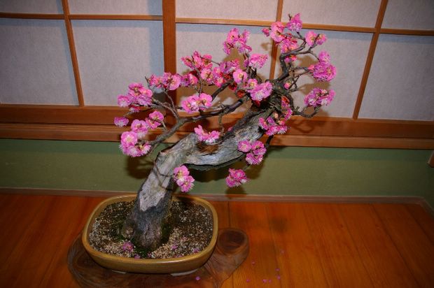 Nghệ Thuật Bonsai Nhật Bản: Sắc Xuân – Tuyệt Đẹp Sx127
