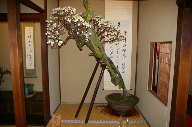 Nghệ Thuật Bonsai Nhật Bản: Sắc Xuân – Tuyệt Đẹp Sx128