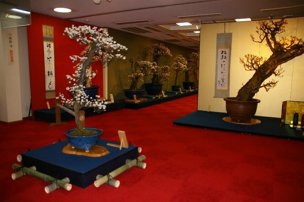 Nghệ Thuật Bonsai Nhật Bản: Sắc Xuân – Tuyệt Đẹp Sx129