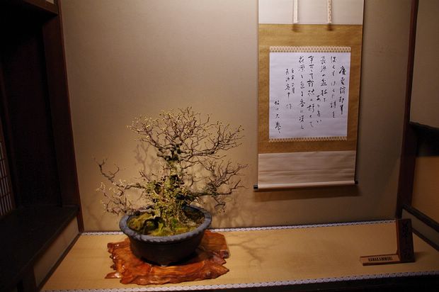 Nghệ Thuật Bonsai Nhật Bản: Sắc Xuân – Tuyệt Đẹp Sx131