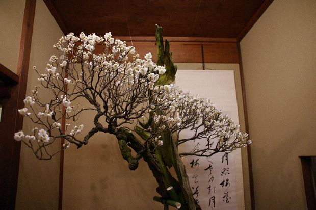 Nghệ Thuật Bonsai Nhật Bản: Sắc Xuân – Tuyệt Đẹp Sx132