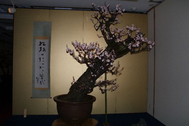 Nghệ Thuật Bonsai Nhật Bản: Sắc Xuân – Tuyệt Đẹp Sx133