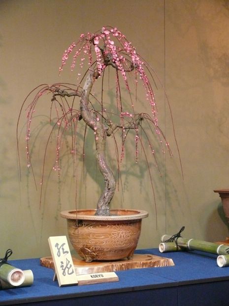 Nghệ Thuật Bonsai Nhật Bản: Sắc Xuân – Tuyệt Đẹp Sx134