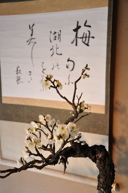 Nghệ Thuật Bonsai Nhật Bản: Sắc Xuân – Tuyệt Đẹp Sx135