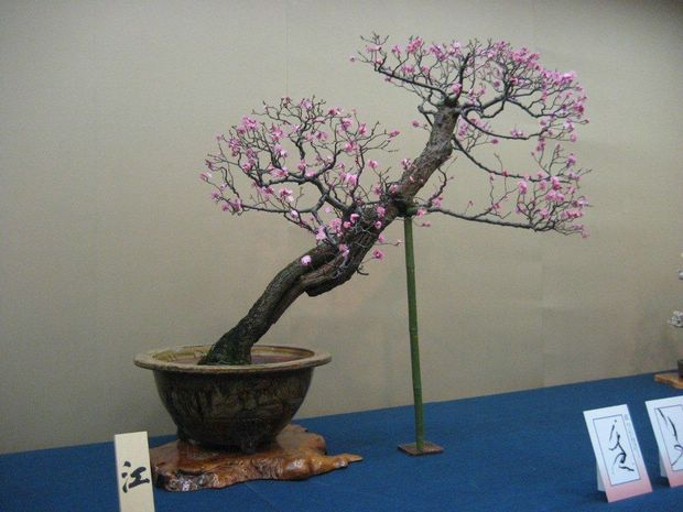 Nghệ Thuật Bonsai Nhật Bản: Sắc Xuân – Tuyệt Đẹp Sx137