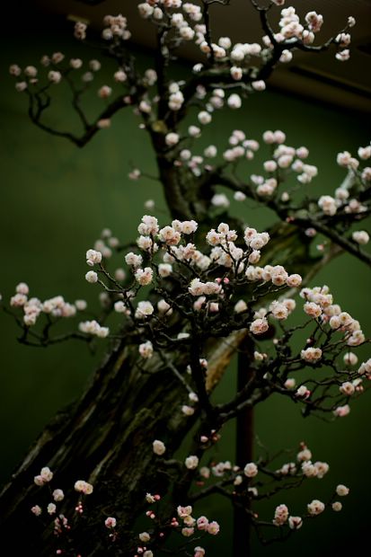 Nghệ Thuật Bonsai Nhật Bản: Sắc Xuân – Tuyệt Đẹp Sx14
