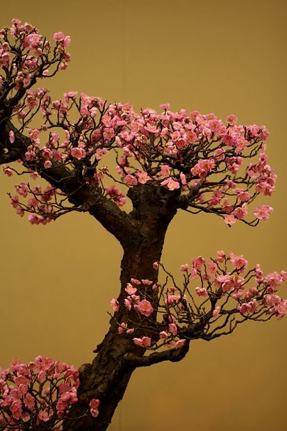 Nghệ Thuật Bonsai Nhật Bản: Sắc Xuân – Tuyệt Đẹp Sx15