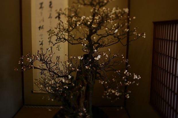 Nghệ Thuật Bonsai Nhật Bản: Sắc Xuân – Tuyệt Đẹp Sx16