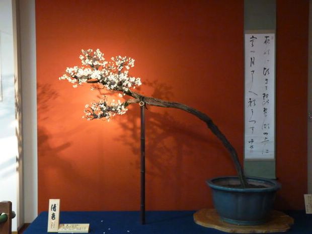 Nghệ Thuật Bonsai Nhật Bản: Sắc Xuân – Tuyệt Đẹp Sx17