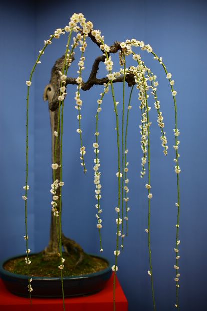 Nghệ Thuật Bonsai Nhật Bản: Sắc Xuân – Tuyệt Đẹp Sx18
