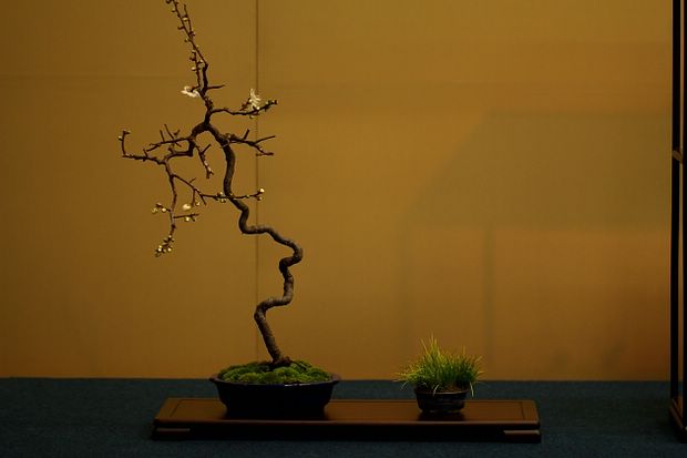 Nghệ Thuật Bonsai Nhật Bản: Sắc Xuân – Tuyệt Đẹp Sx20