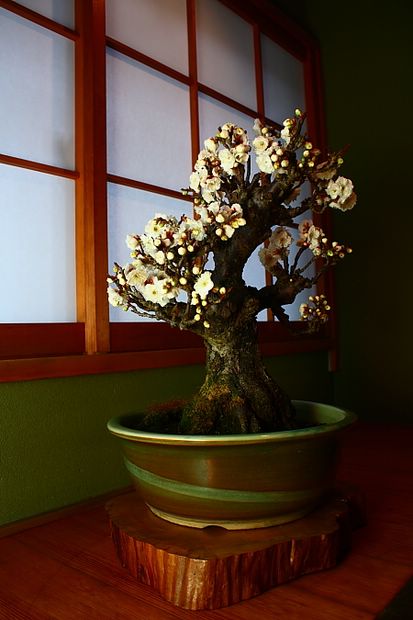 Nghệ Thuật Bonsai Nhật Bản: Sắc Xuân – Tuyệt Đẹp Sx21