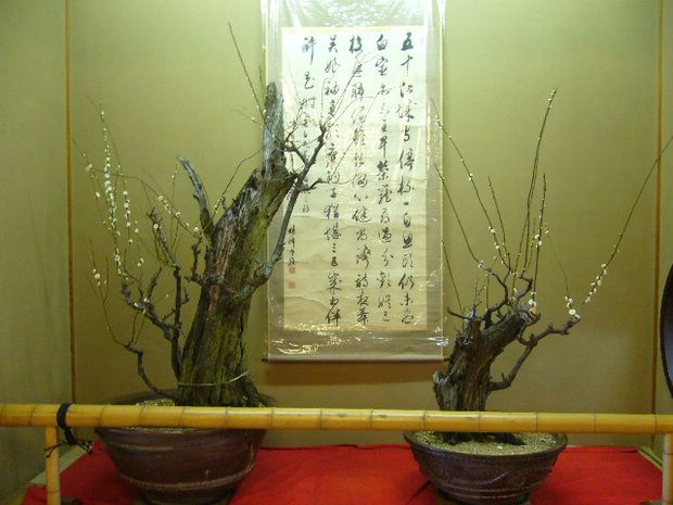 Nghệ Thuật Bonsai Nhật Bản: Sắc Xuân – Tuyệt Đẹp Sx23