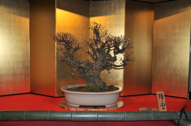 Nghệ Thuật Bonsai Nhật Bản: Sắc Xuân – Tuyệt Đẹp Sx24