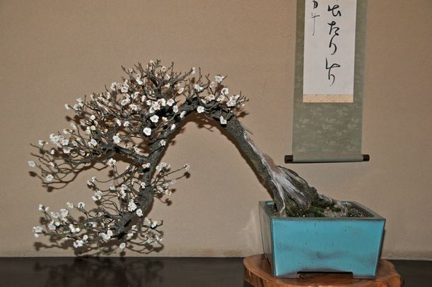 Nghệ Thuật Bonsai Nhật Bản: Sắc Xuân – Tuyệt Đẹp Sx25