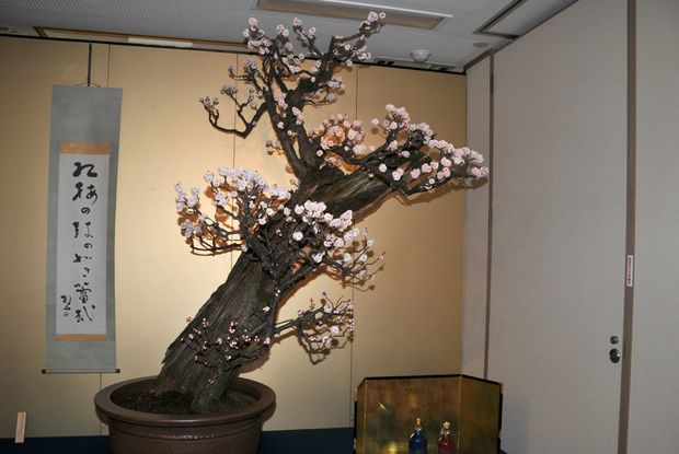 Nghệ Thuật Bonsai Nhật Bản: Sắc Xuân – Tuyệt Đẹp Sx26