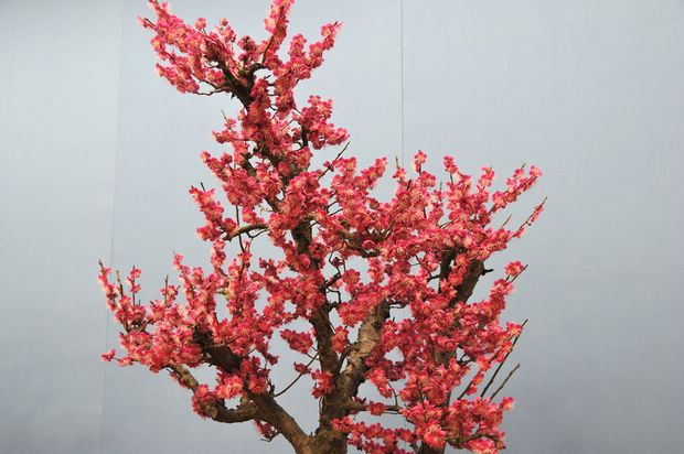 Nghệ Thuật Bonsai Nhật Bản: Sắc Xuân – Tuyệt Đẹp Sx28